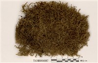 藏品(赤莖苔)的圖片